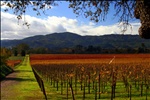 Autumn in the vineyards